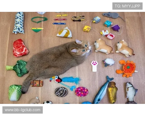 猫箱足球掀起宠物运动新潮流猫咪化身绿茵球星萌力全开 猫箱足球掀起宠物运动新潮流猫咪化身绿茵球星萌力全开